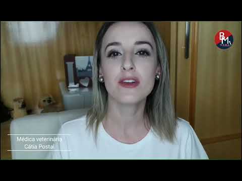 Dicas Pet: Animais pegam coronavírus?