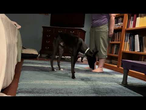 Wiki's first training - Home School The Dog - Game 1 - Treat Diving parts 1 and 2