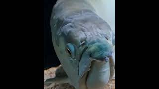Download lagu Giant Silver Arowana mp3 Download lagu Giant Silver Arowana mp3