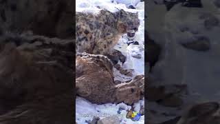 🐆 Snow Leopard ⛰️ #Shorts