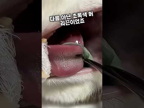 고양이에게 위험한 머리끈 제거 수술 #catlife #petshorts #warning