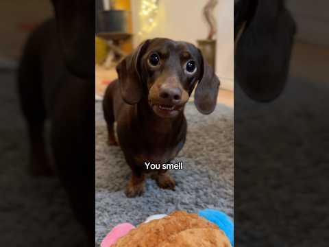 My Dachshund STINKS 😂 🍿