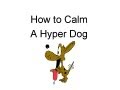 How to Calm a Hyper Dog 