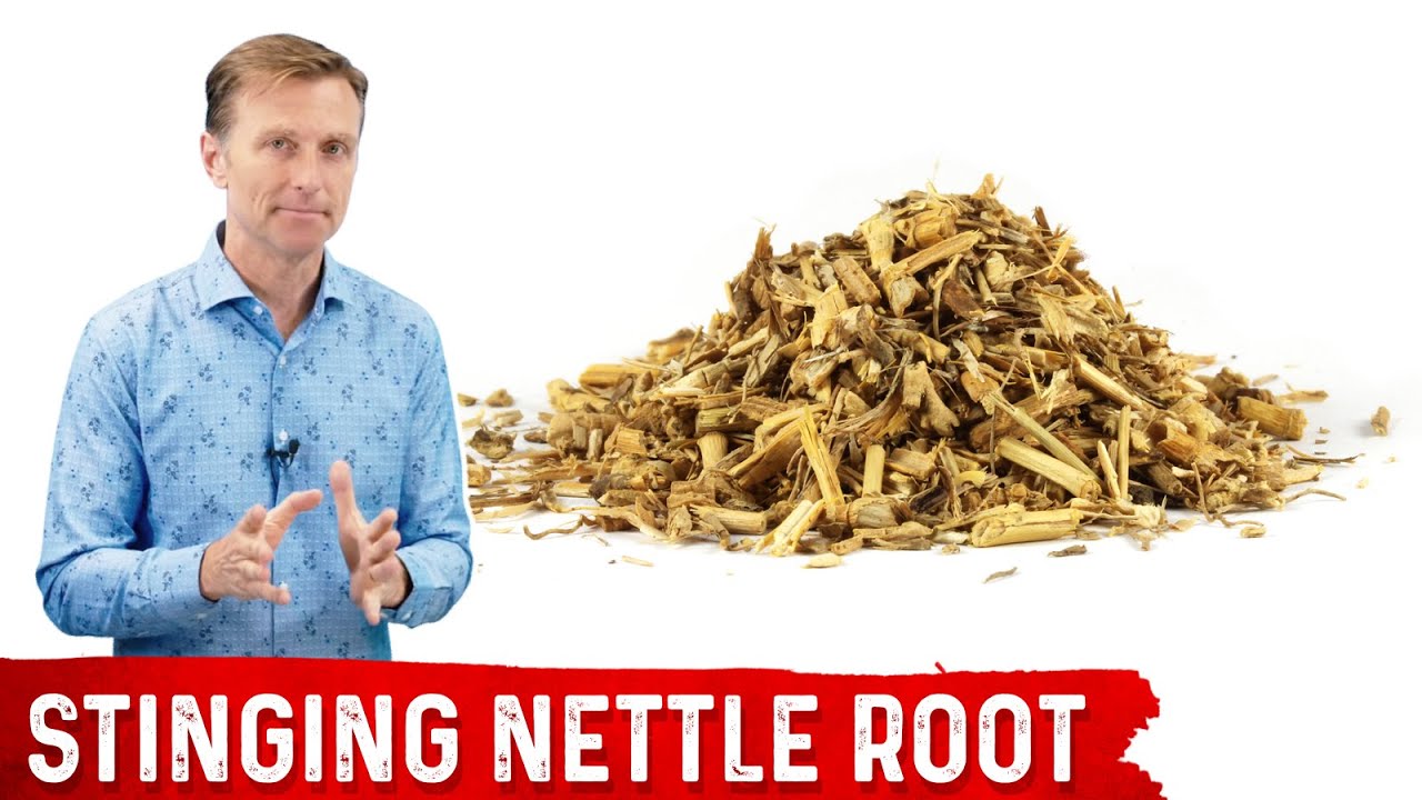 Stinging Nettle Root – A Powerful Natural Remedy for Arthritis, Beauty Vigour