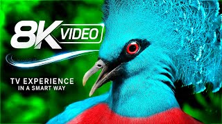 THE INCREDIBLE ANIMALS 8K VIDEO TV 60FPS