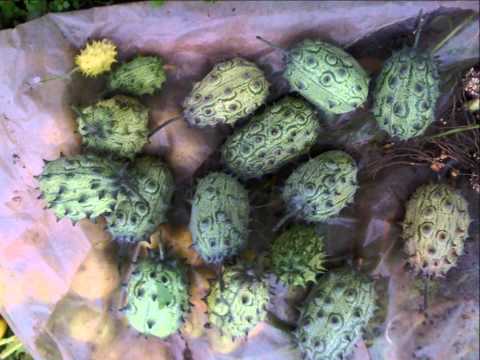 download lagu mp3 mp4 Kiwano Cocktail, download lagu Kiwano Cocktail gratis, unduh video klip Kiwano Cocktail