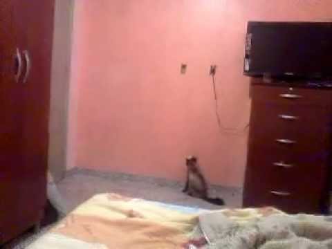 Gato quer ser cachorro