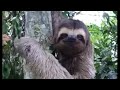 Sloth waves and smiles to man that helps him cross the street