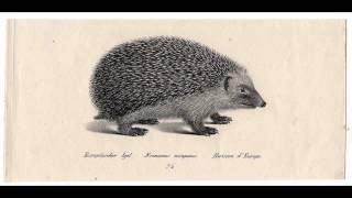 Misty Flats - Misty Flats