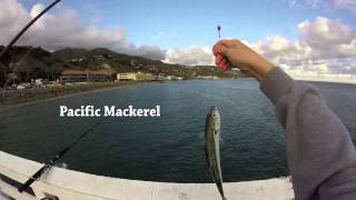 preview picture of video 'Malibu Pier Fishing for Mackerel and Seal Spotting'