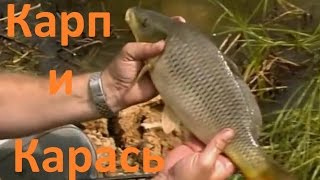 Диалоги о рыбалке карп карась весной