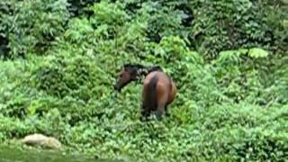 preview picture of video 'Wild Horses in Ecuador'