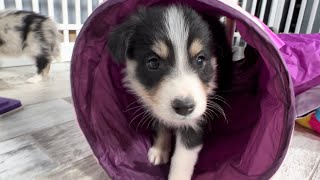 Video preview image #3 Border Collie Puppy For Sale in STRAFFORD, MO, USA