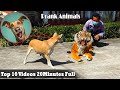 Fake Tiger Prank Dog 2022 Try Not To Laugh