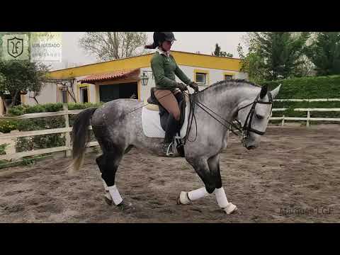 Marquês LGF 5 Years