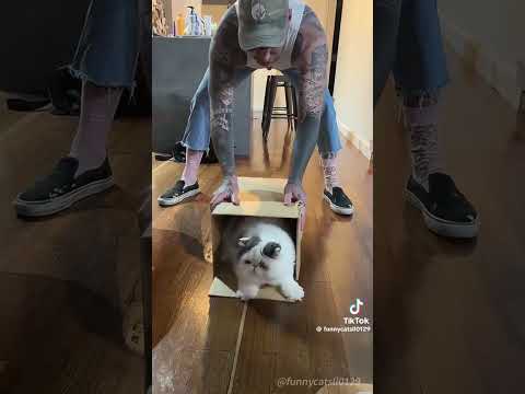 Katzen lieben Kartons 😂😂😂