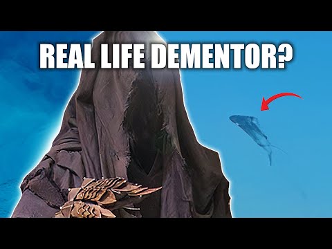 Mystery in the Sky: Is it a Dementor, Kite, or Birds?