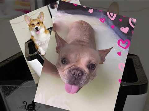 元朗 寵物美容公司推介 - LOVE’S PET FAMILY (寵物托管接送服務公司推介，寵物spa公司推介，貓狗美容公司推介，寵物用品公司推介)