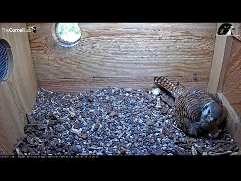Egg #5 Hatches! | Wisconsin Kestrel Cam – May 23, 2019