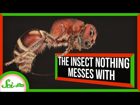 The Insect Nothing Messes With: Meet the Velvet Ant