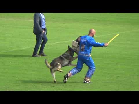 2019 WUSV WM in Modena DEN‐1 KONGESKOVEN'S SKATER M BENNY BOESEN FC