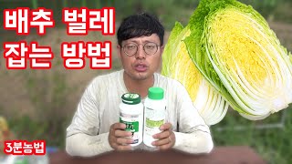 배추 벌레잡을 때 이거를 뿌려라! 배추가 튼튼하게 잘 자라는 법까지 [3분농법]│농사직방