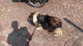 【シェルティ】たまには大通り【フランス田舎暮らし🇫🇷】#犬の散歩 #賢い犬 #犬のいる暮らし #マイペースな犬