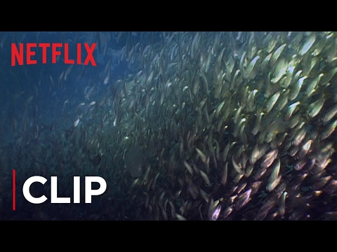 Thumbnail of the video: Fish Oil Myth - Menhaden
