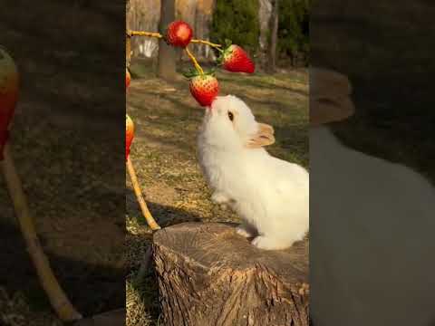 Rabbit Eating Strawberry 🍓#shorts#ytshorts #rabbiteating