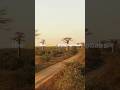 Madagascar In 1 Minutes 1minute Travel Africa Madagascar Antananarivo Baobabtree Island