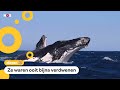 Waarom deze walvissen een soort superhelden zijn