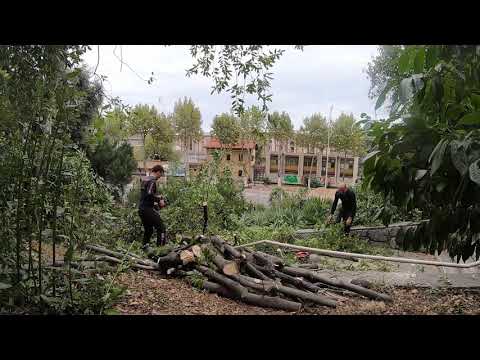 Trimming overgrown Laurus Nobilis in Rijeka Croatia