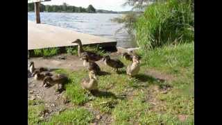 preview picture of video 'Danish Duck Mom Herds Baby Ducks to the Water for a Bath'
