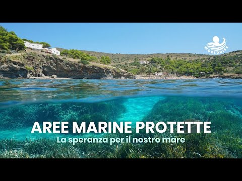 Aree Marine Protette - La Speranza Per Il Nostro Mare