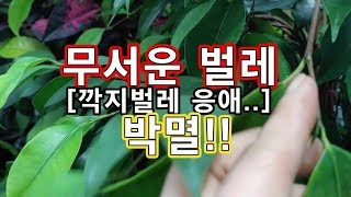무서운 벌레 (깍지벌레 응애 ..) 박멸시키는법