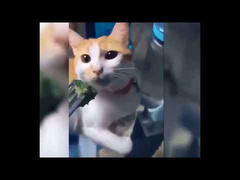 #Even Benny Hill will laugh em