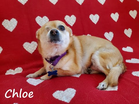 Chloe, an adopted Chihuahua in Cranford, NJ_image-1