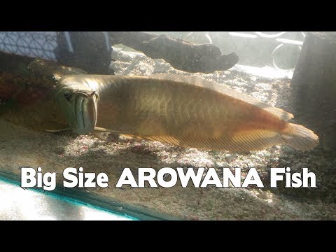Big Size Arowana in my Aquarium