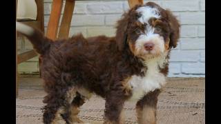 Video preview image #1 Bernedoodle (Miniature) Puppy For Sale in LANCASTER, PA, USA
