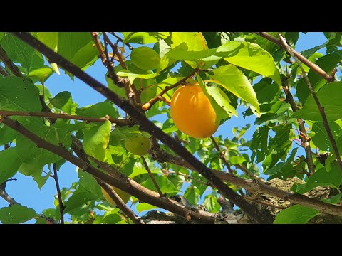 Radio Metropolis on 1503kHz