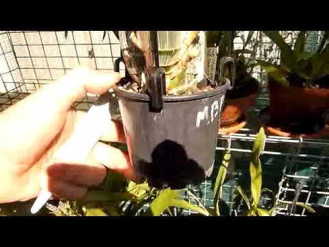 Catasetum Update Feb 26