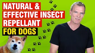 Best All Natural Insect Repellent For Dogs (3 DIY Recipes & 2 Ready-Made)