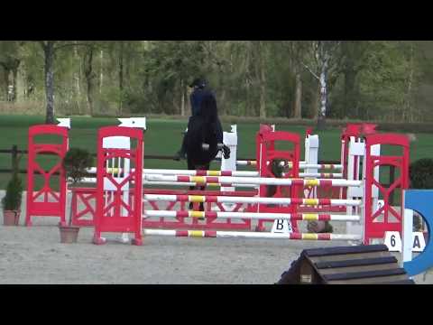 Nemax, 6yo gelding, Nekton x Cormint