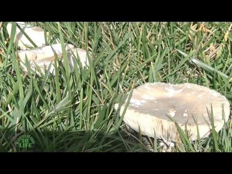 10 Minutes Of Your Life: Watching A Mushroom ( Toadstool )