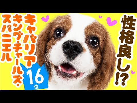 キャバリア・キング・チャールズ・スパニエル