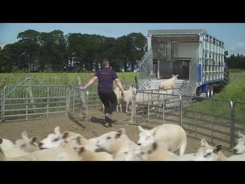 Stewart Livestock Container with sheep decks and hydraulic ramp