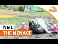Neil the Seal's destructive return to Tasmania | Sunrise