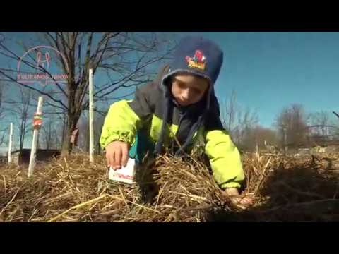 Veteményezés a mélymulcsba - Tulipános Tanya Cegléd