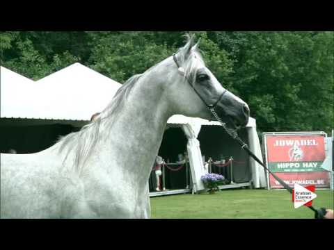 N.242 MB MIANO - Bruges 2016 - Stallions 4-6 years old (Class 113)