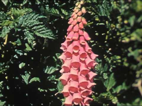 Northwest In Bloom (1942)